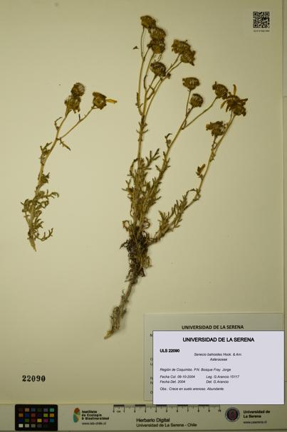 Senecio bahioides [Espécimen: ULS:ULS:0022090]