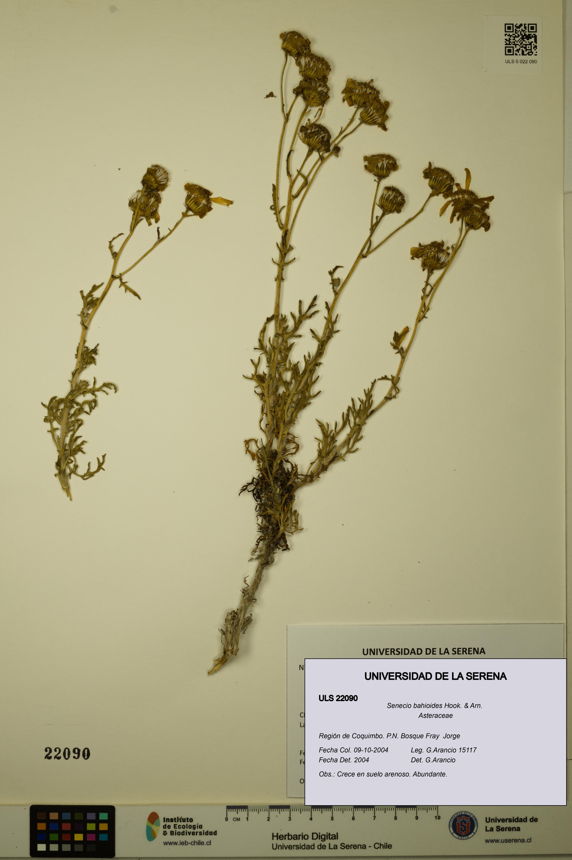 Senecio bahioides [Espécimen: ULS:ULS:0022090]