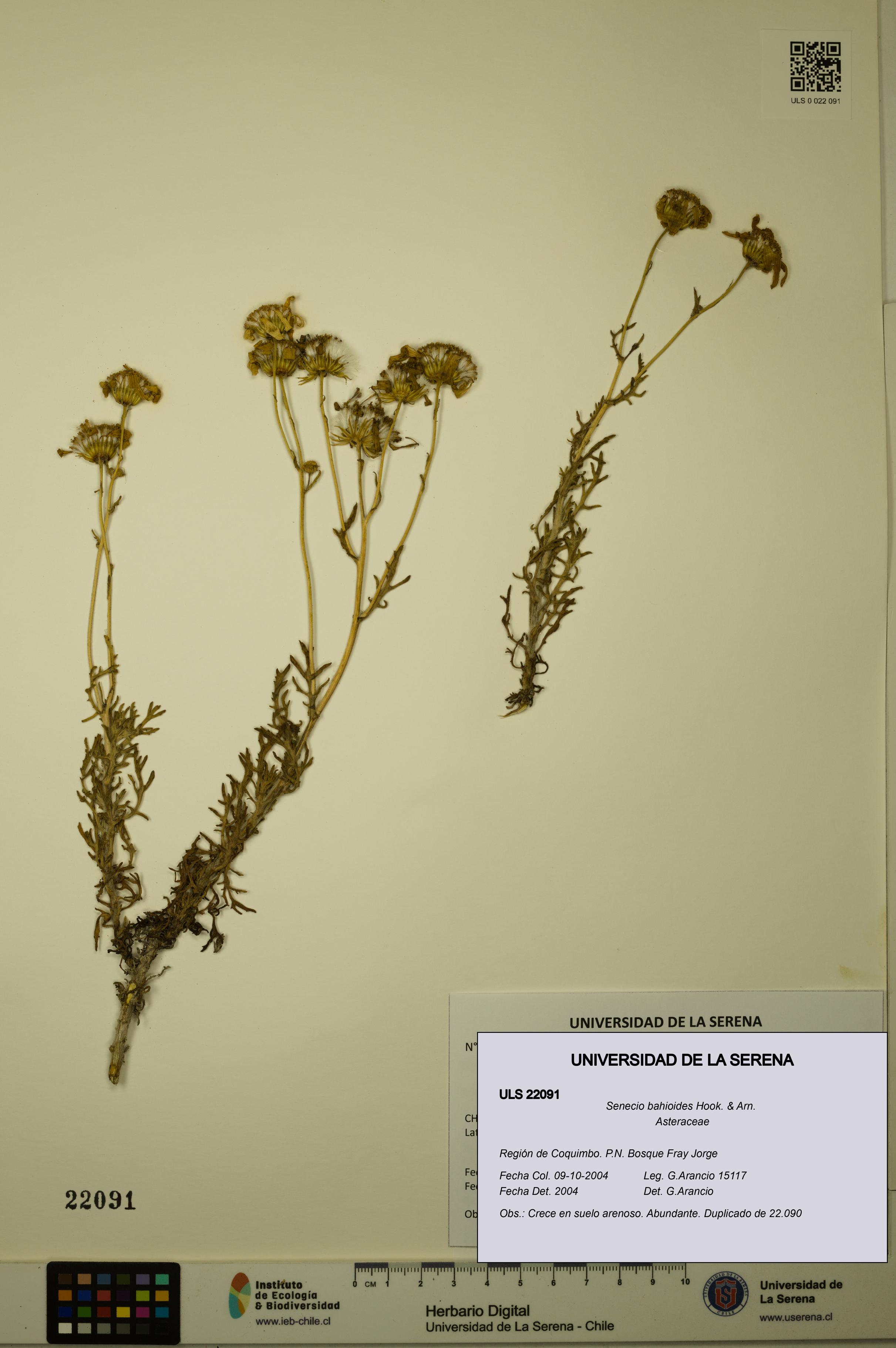 Senecio bahioides [Espécimen: ULS:ULS:0022091]
