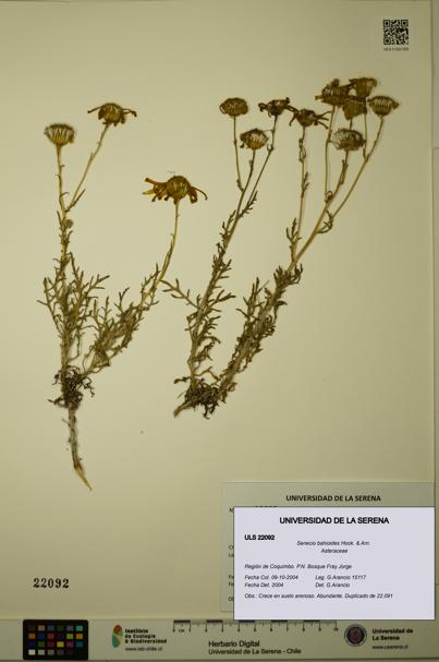 Senecio bahioides [Espécimen: ULS:ULS:0022092]