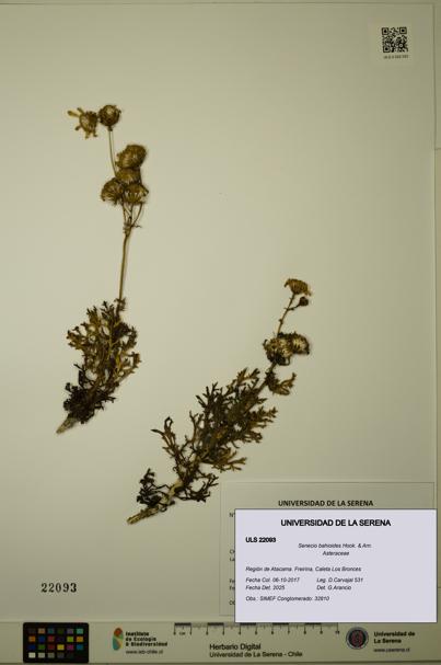 Senecio bahioides [Espécimen: ULS:ULS:0022093]
