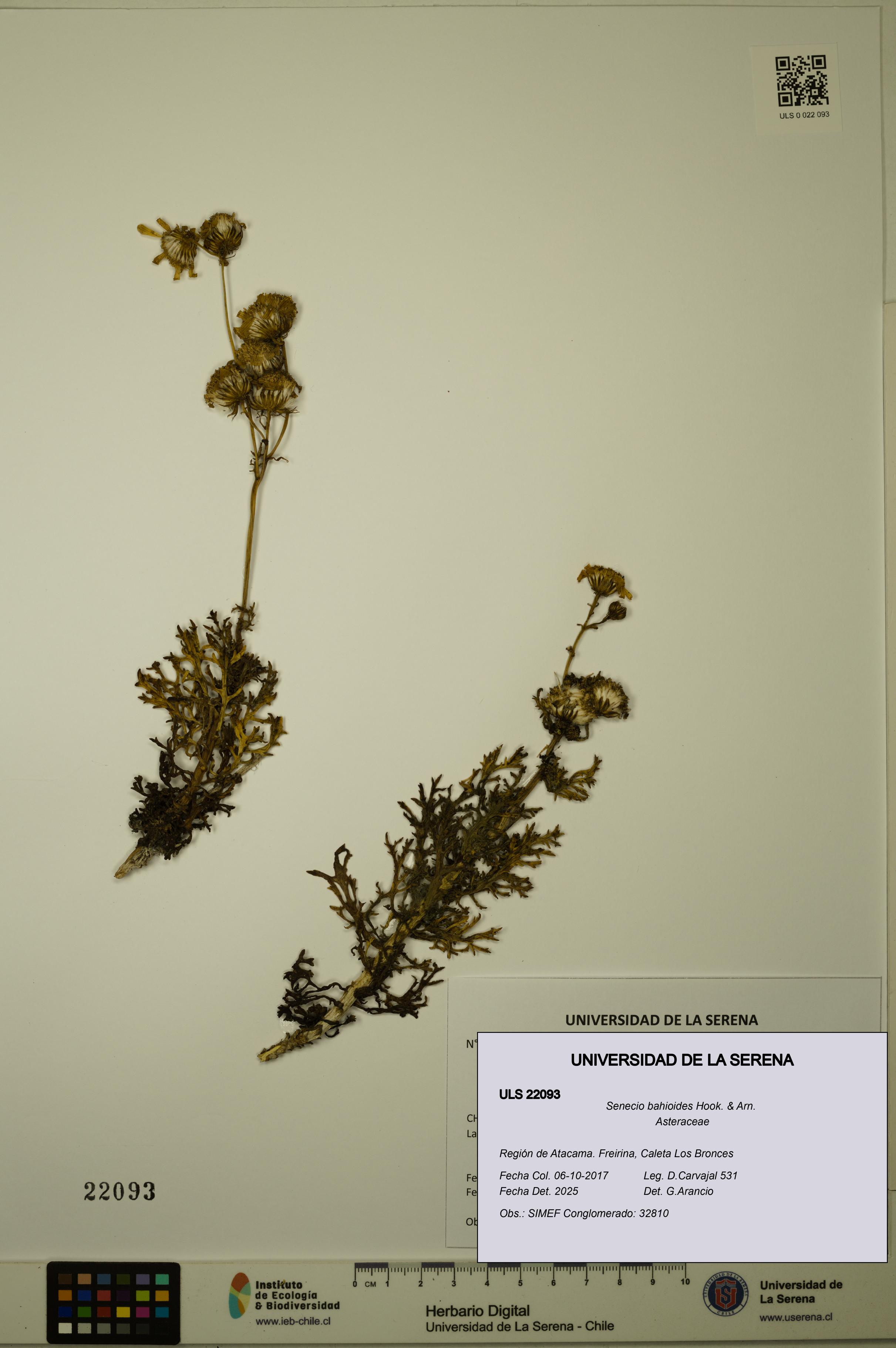 Senecio bahioides [Espécimen: ULS:ULS:0022093]