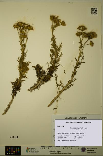 Senecio bahioides [Espécimen: ULS:ULS:0022094]