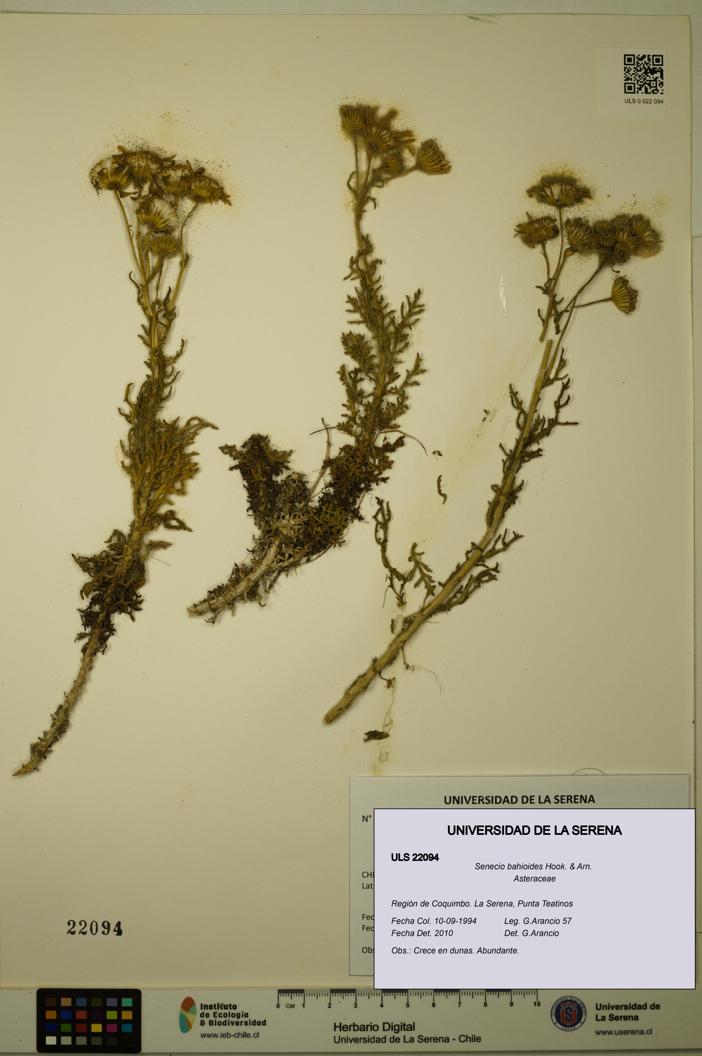 Senecio bahioides [Espécimen: ULS:ULS:0022094]