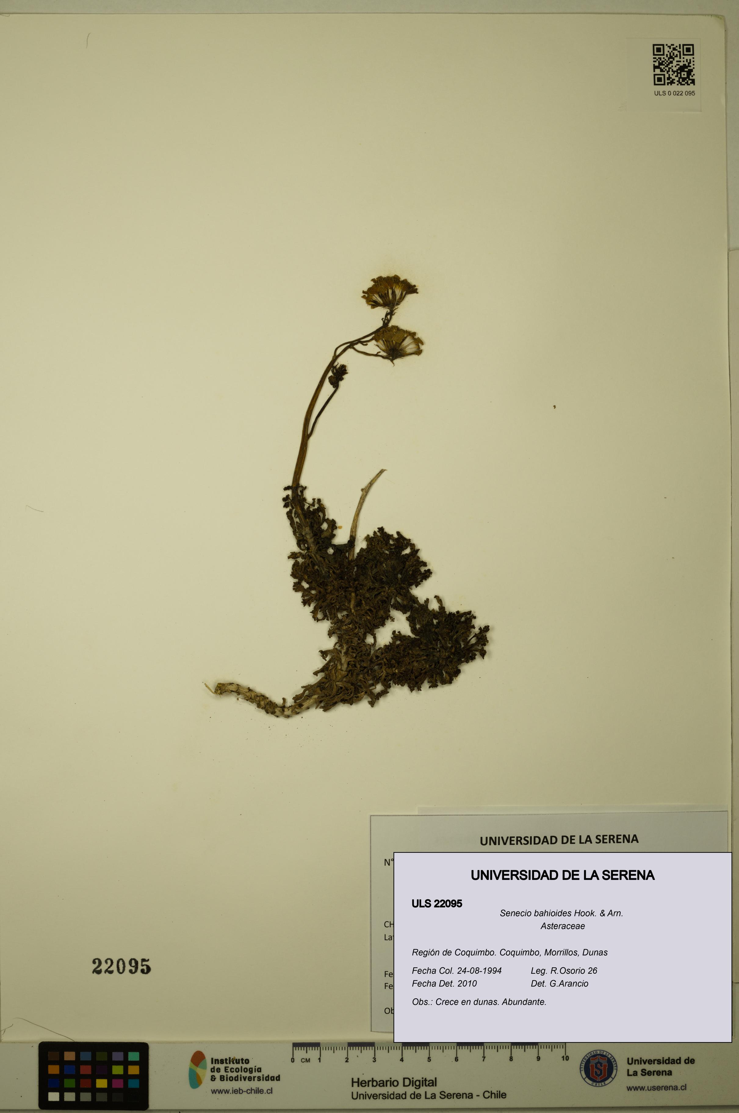 Senecio bahioides [Espécimen: ULS:ULS:0022095]