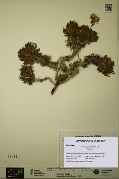 Senecio bahioides [Espécimen: ULS:ULS:0022096]