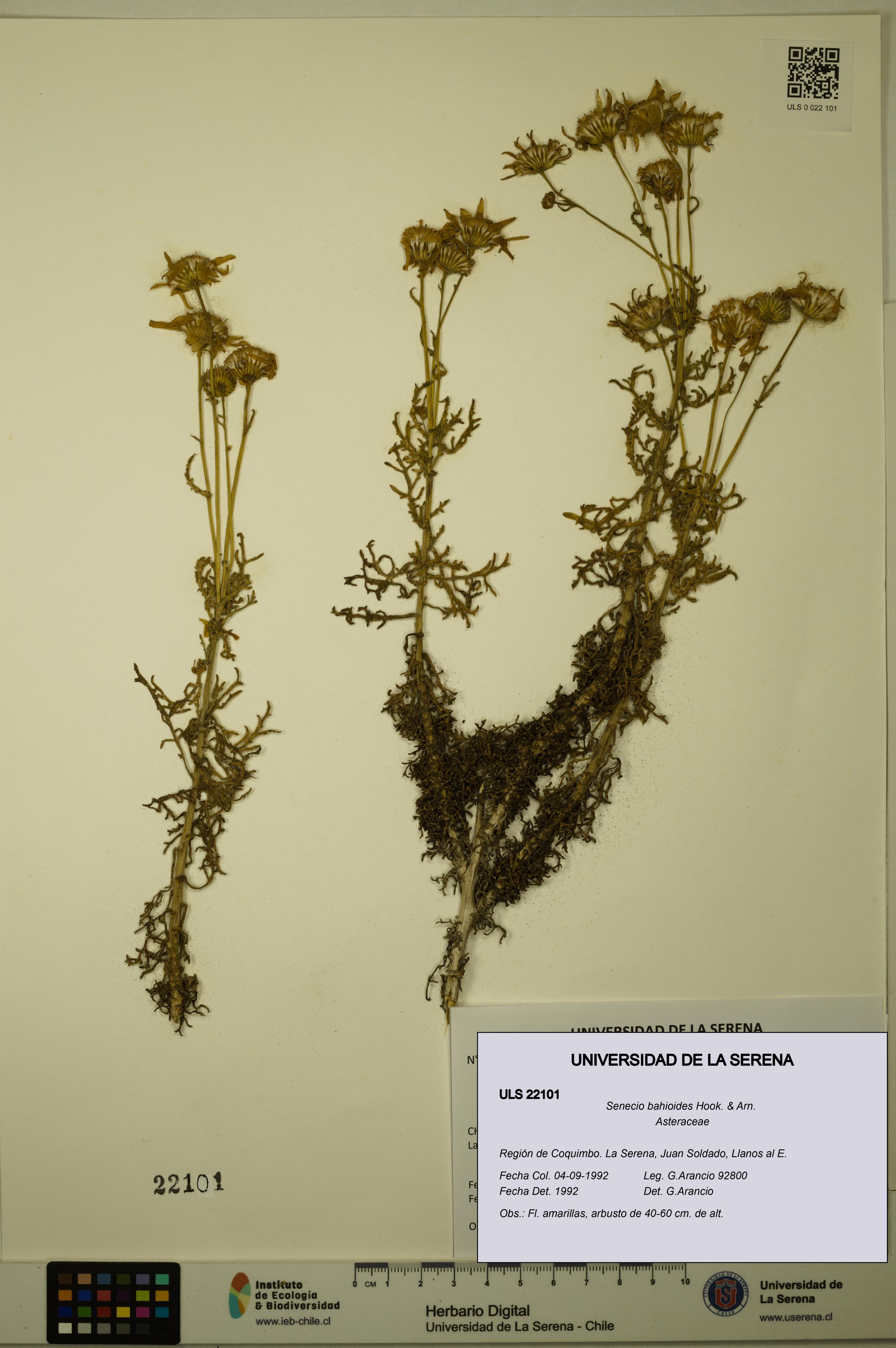 Senecio bahioides [Espécimen: ULS:ULS:0022101]