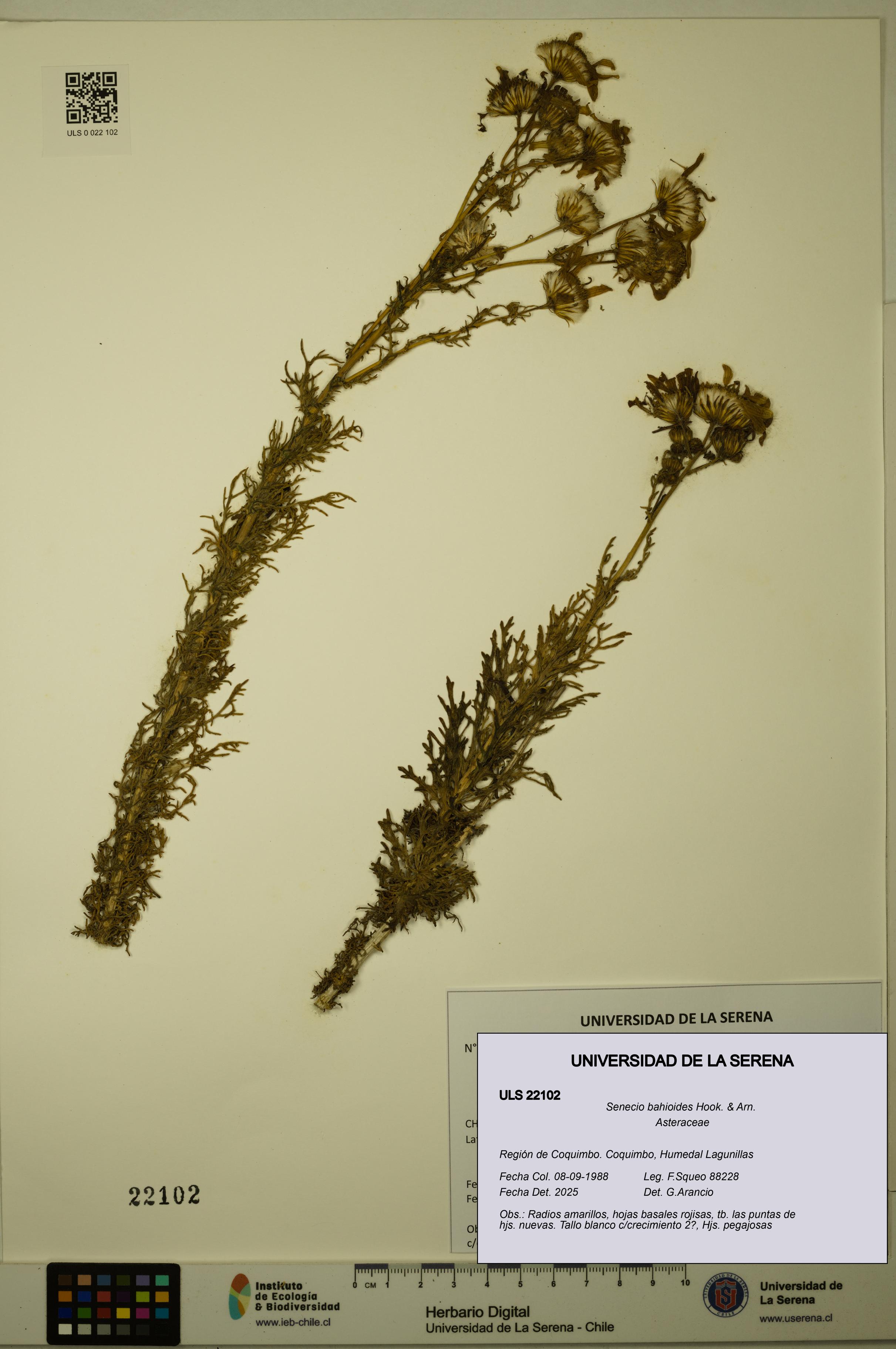 Senecio bahioides [Espécimen: ULS:ULS:0022102]