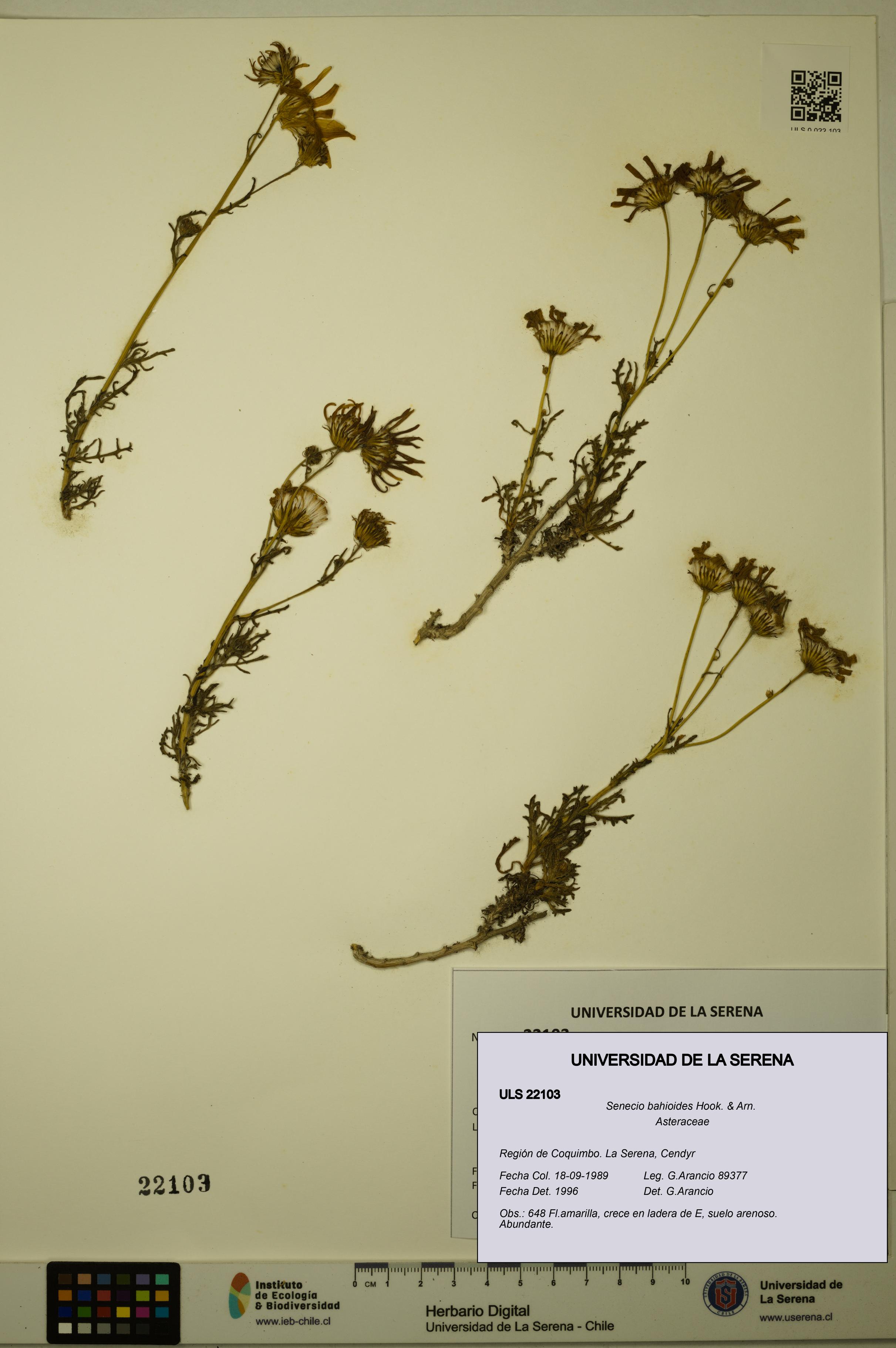 Senecio bahioides [Espécimen: ULS:ULS:0022103]