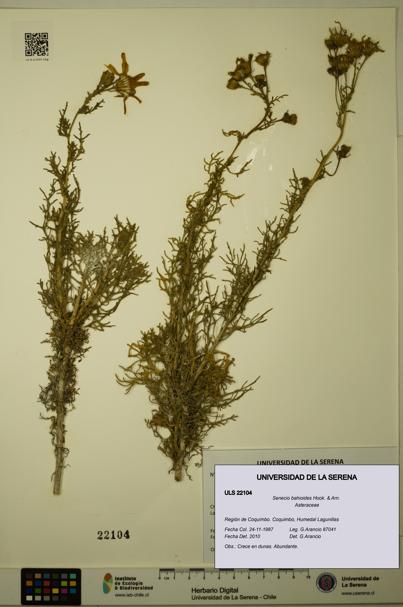 Senecio bahioides [Espécimen: ULS:ULS:0022104]