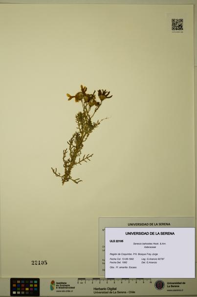 Senecio bahioides [Espécimen: ULS:ULS:0022105]