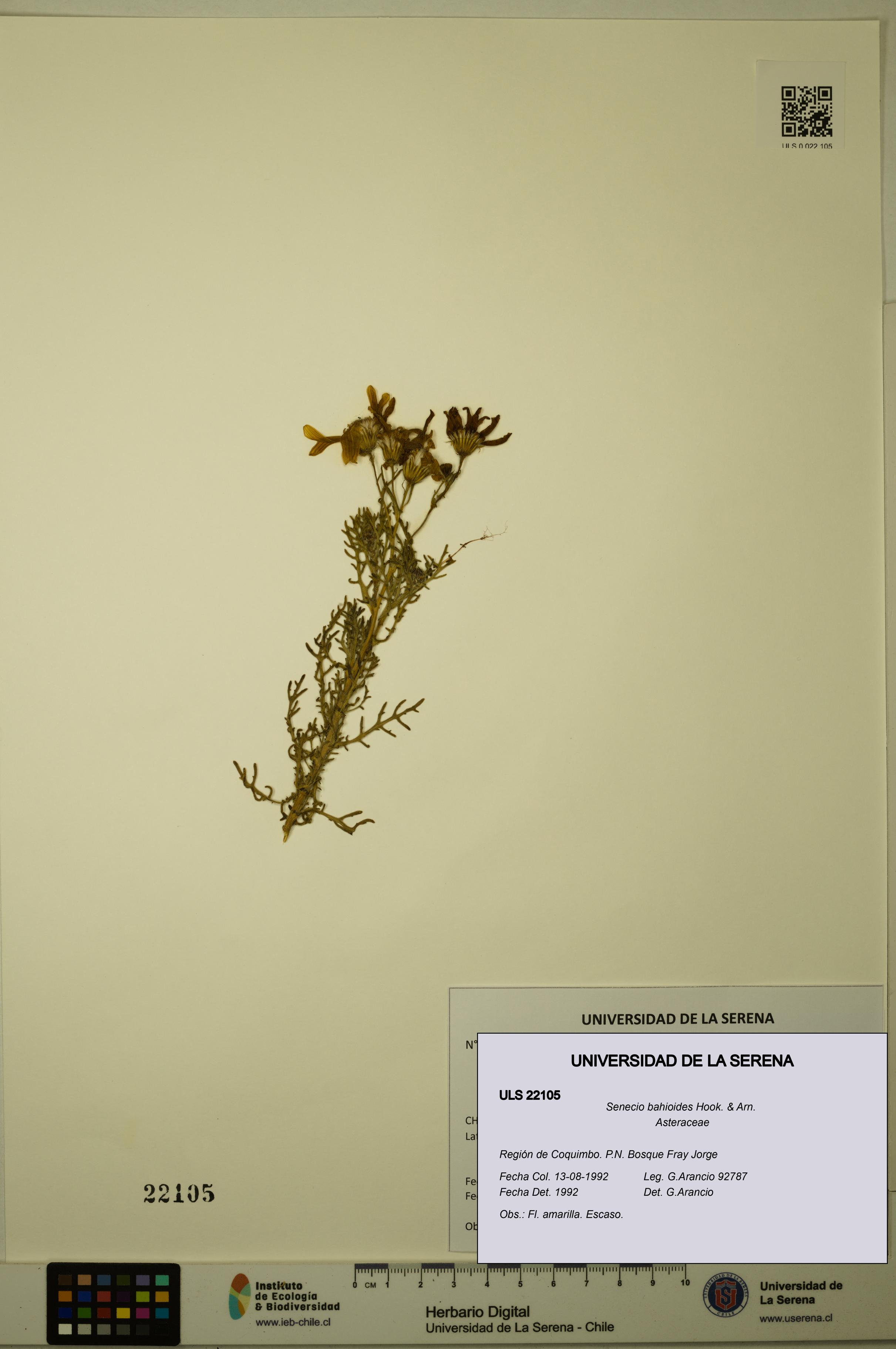 Senecio bahioides [Espécimen: ULS:ULS:0022105]