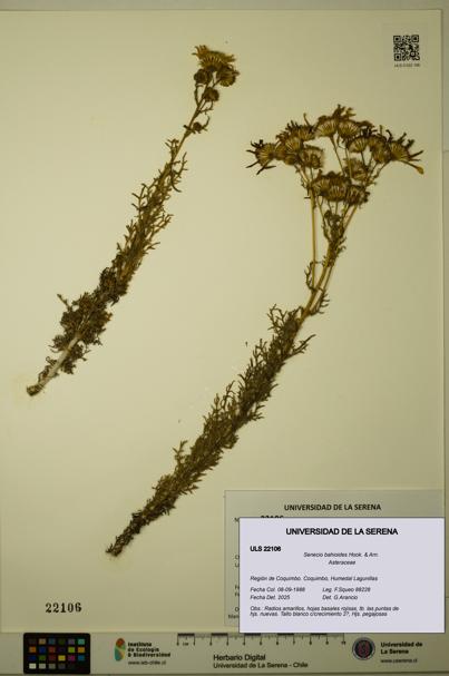 Senecio bahioides [Espécimen: ULS:ULS:0022106]