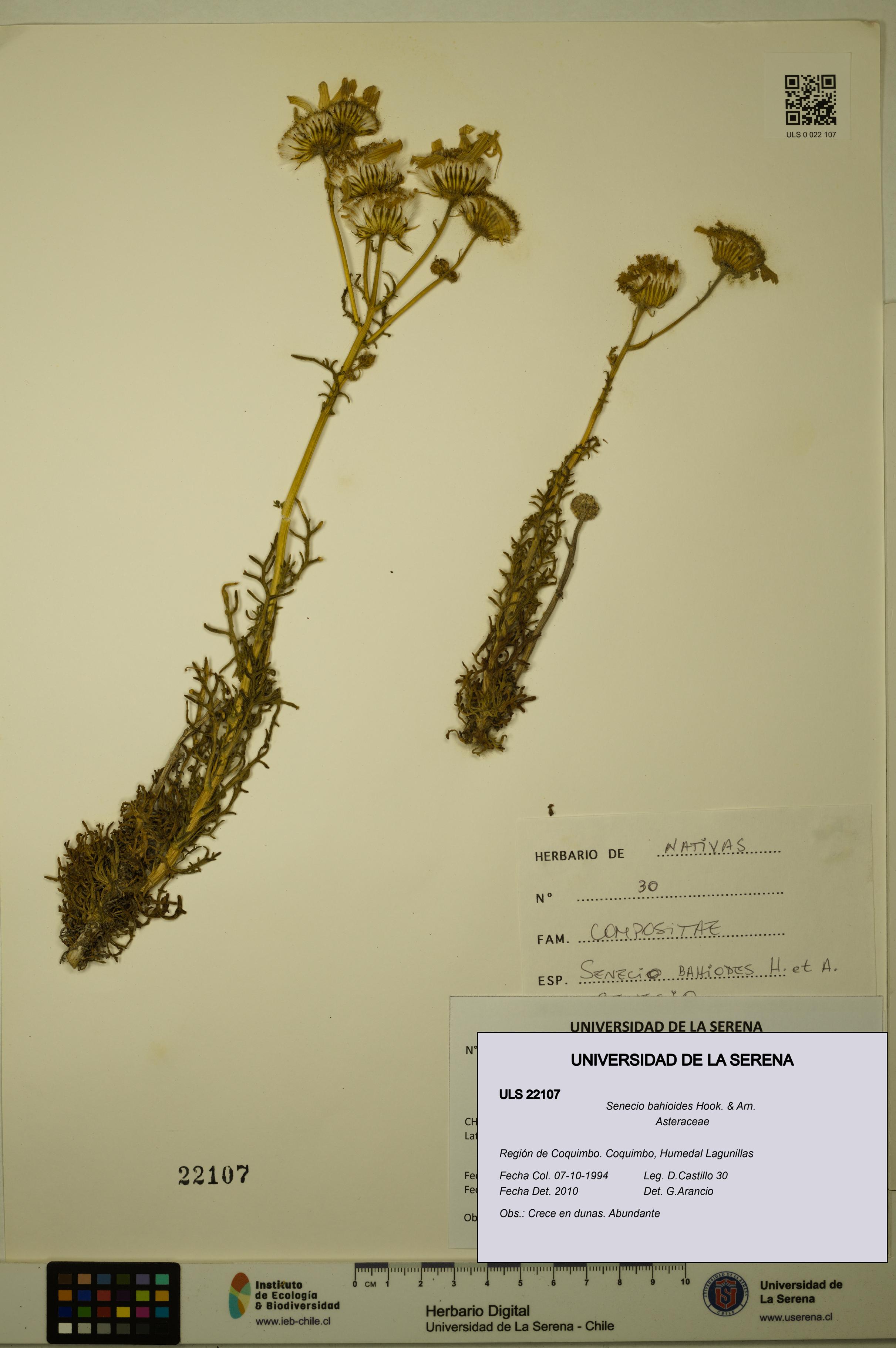 Senecio bahioides [Espécimen: ULS:ULS:0022107]