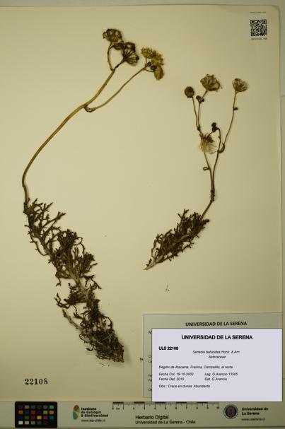 Senecio bahioides [Espécimen: ULS:ULS:0022108]