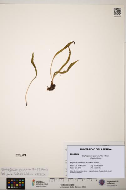 Elaphoglossum gayanum [Espécimen: ]