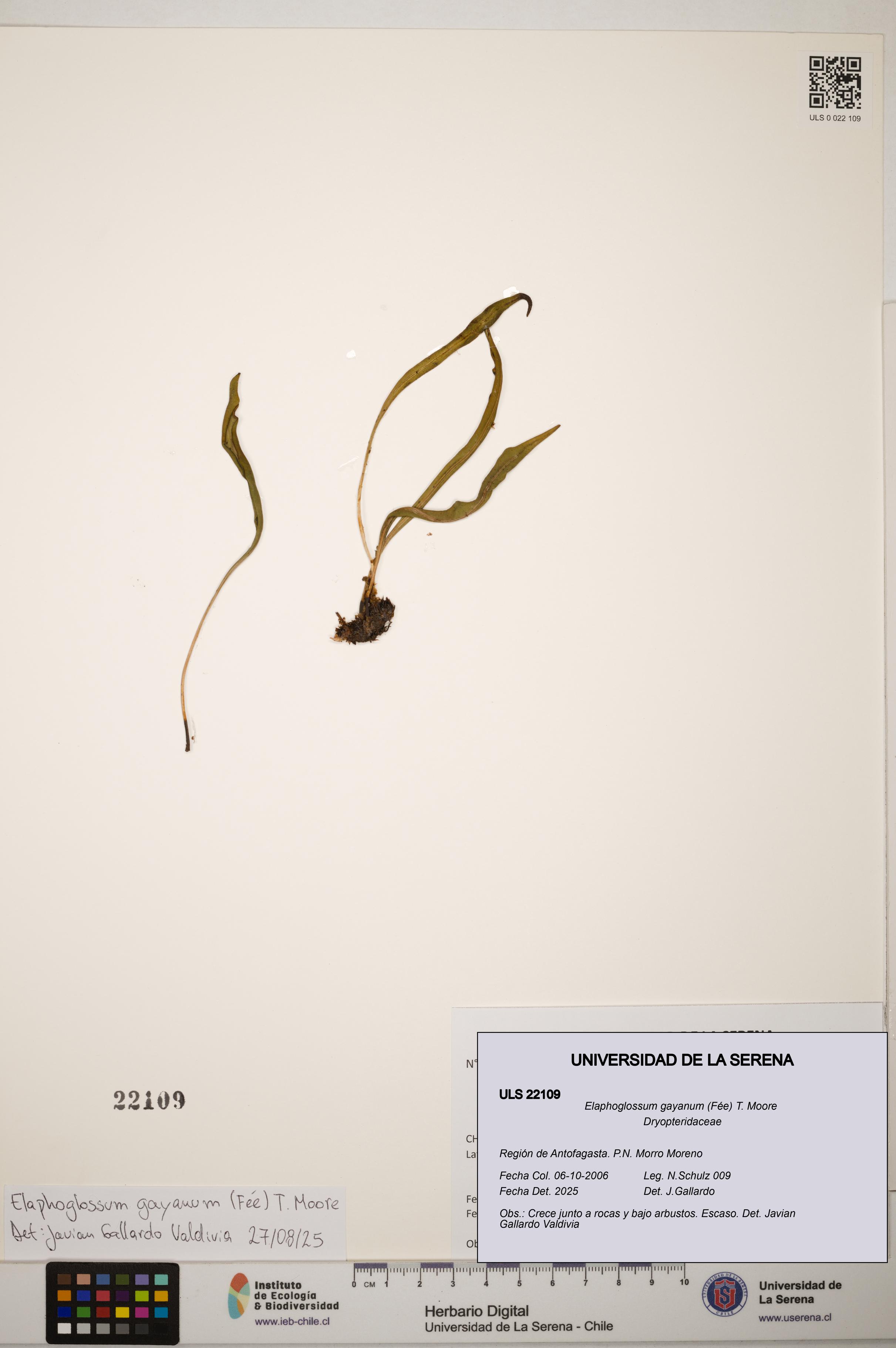 Elaphoglossum gayanum [Espécimen: ]