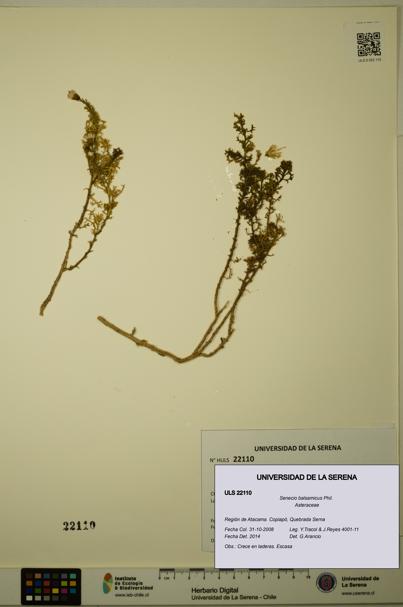 Senecio balsamicus [Espécimen: ULS:ULS:0022110]