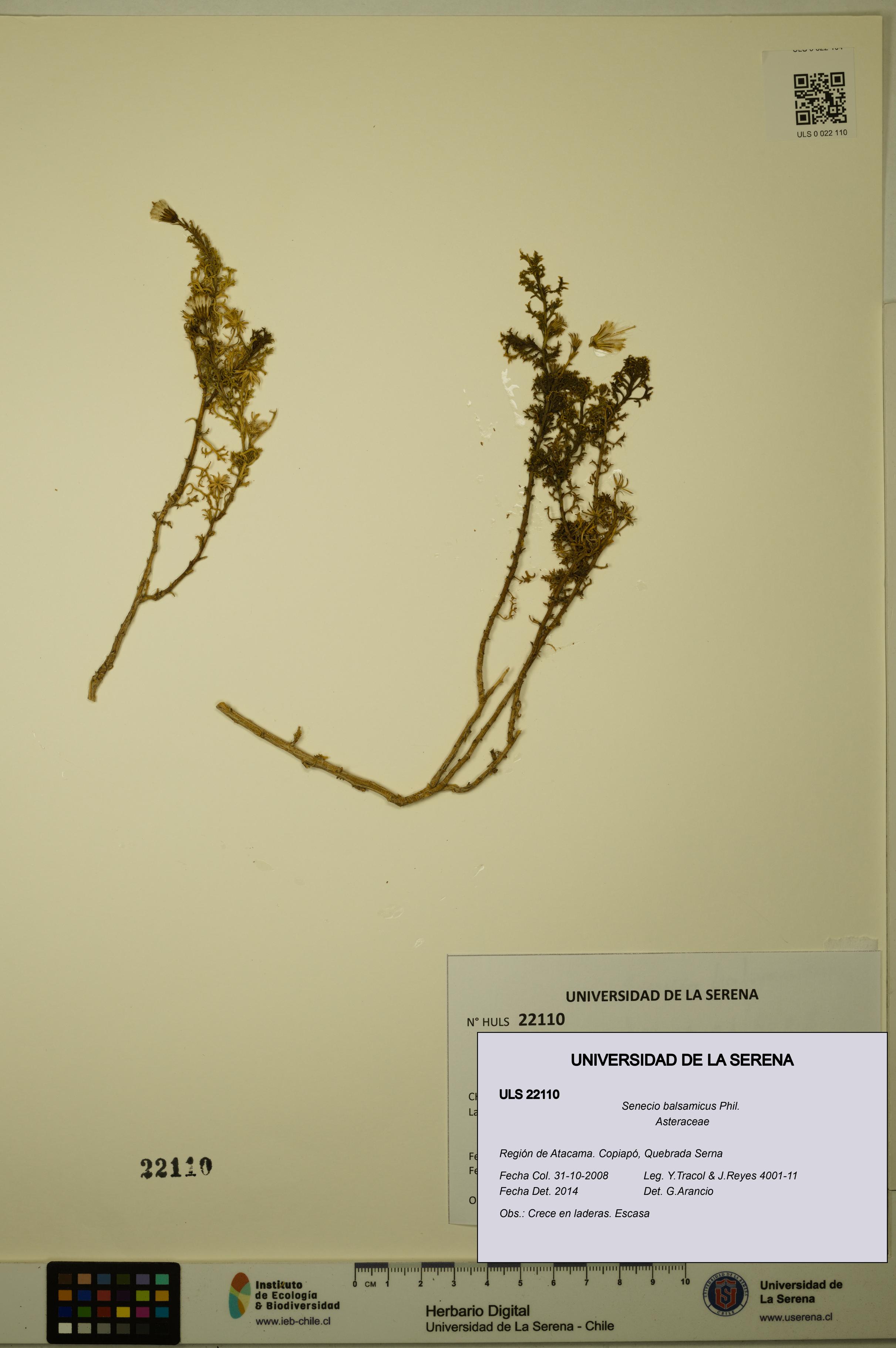 Senecio balsamicus [Espécimen: ULS:ULS:0022110]