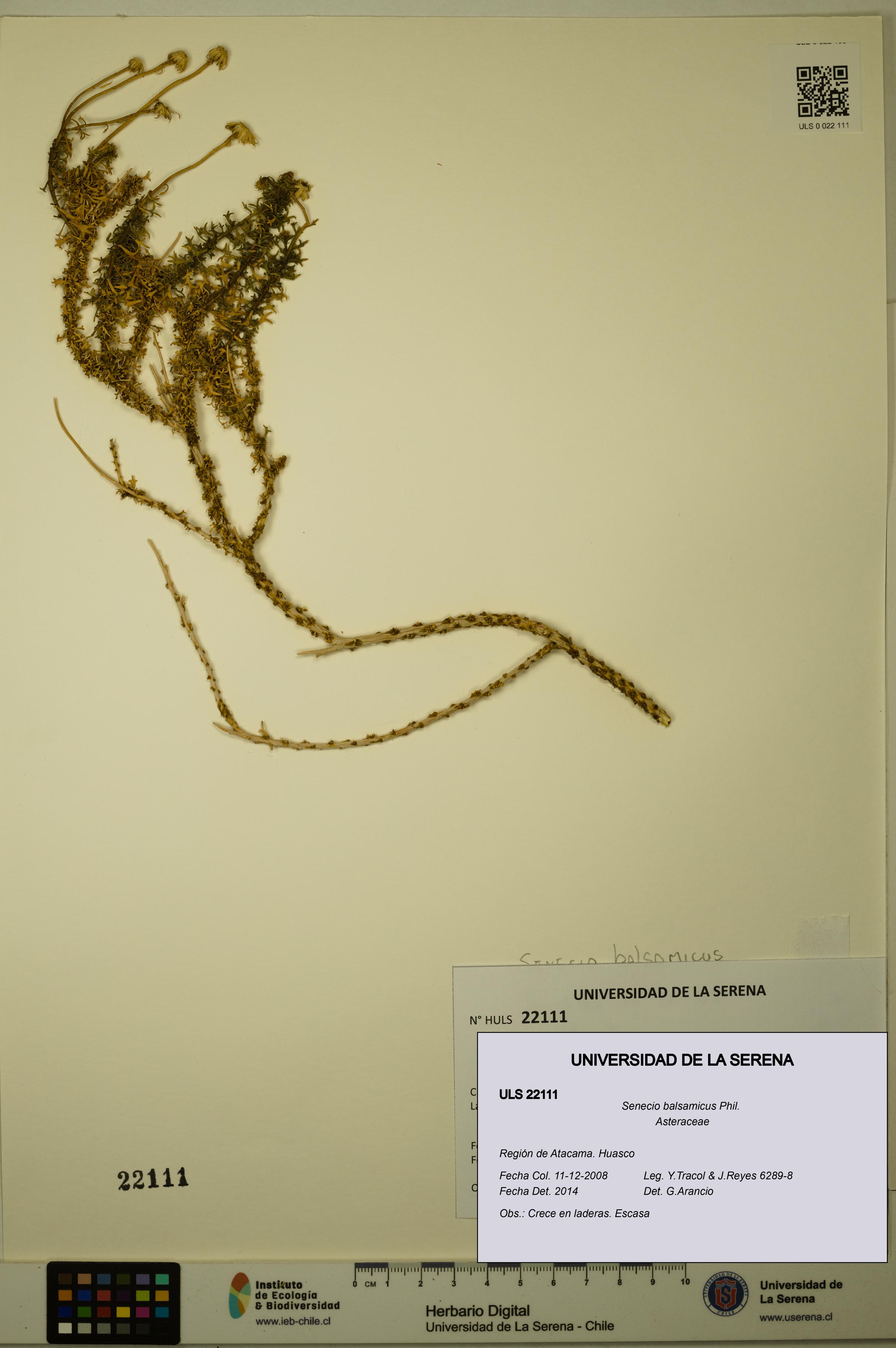 Senecio balsamicus [Espécimen: ULS:ULS:0022111]