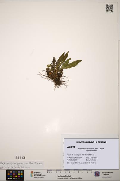 Elaphoglossum gayanum [Espécimen: ]