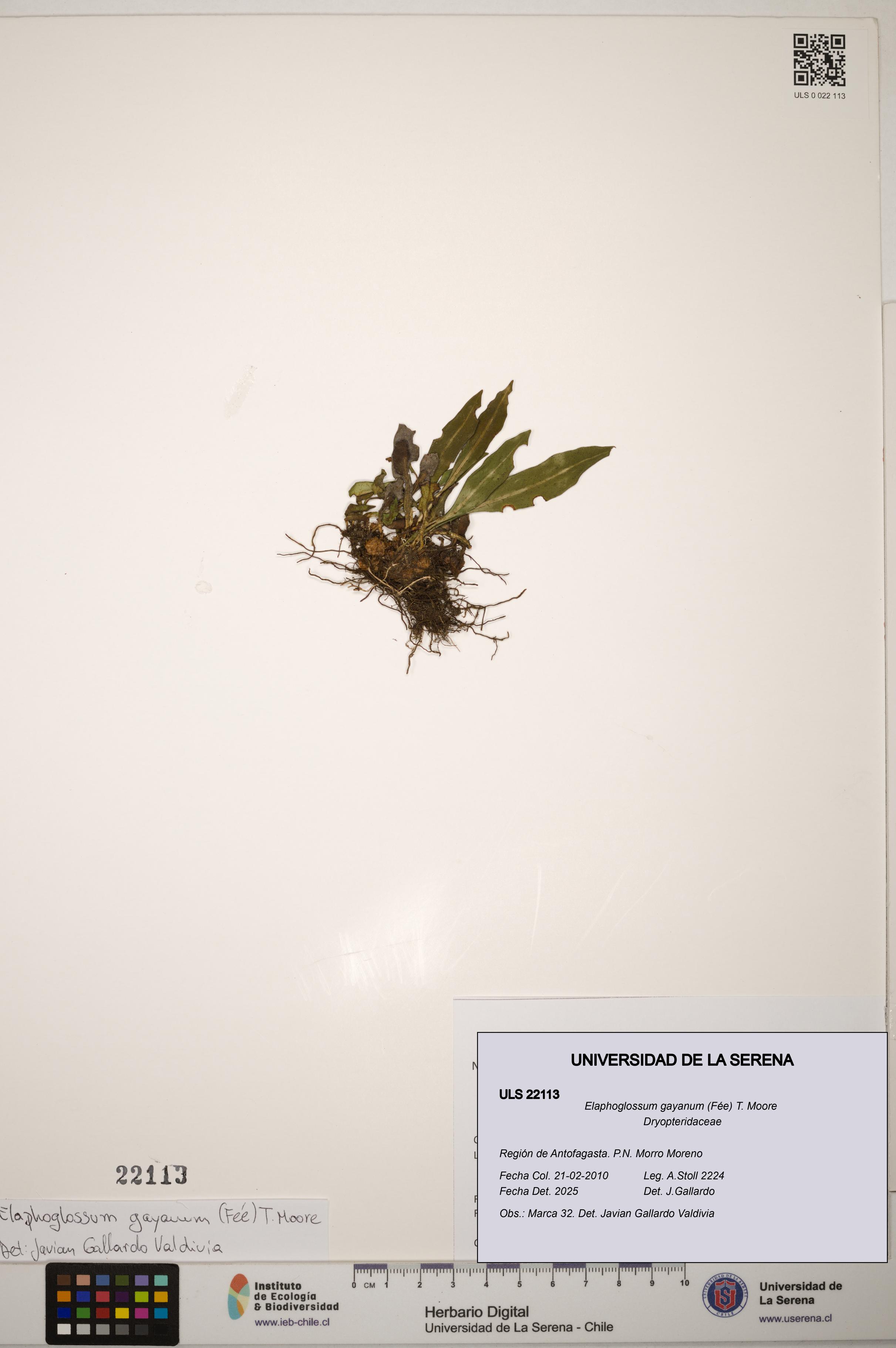 Elaphoglossum gayanum [Espécimen: ]