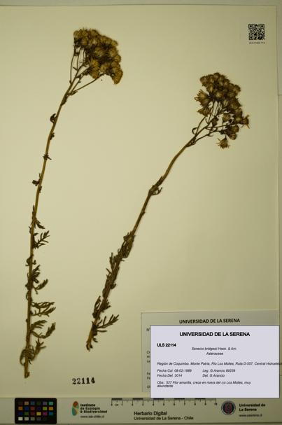 Senecio bridgesii [Espécimen: ULS:ULS:0022114]
