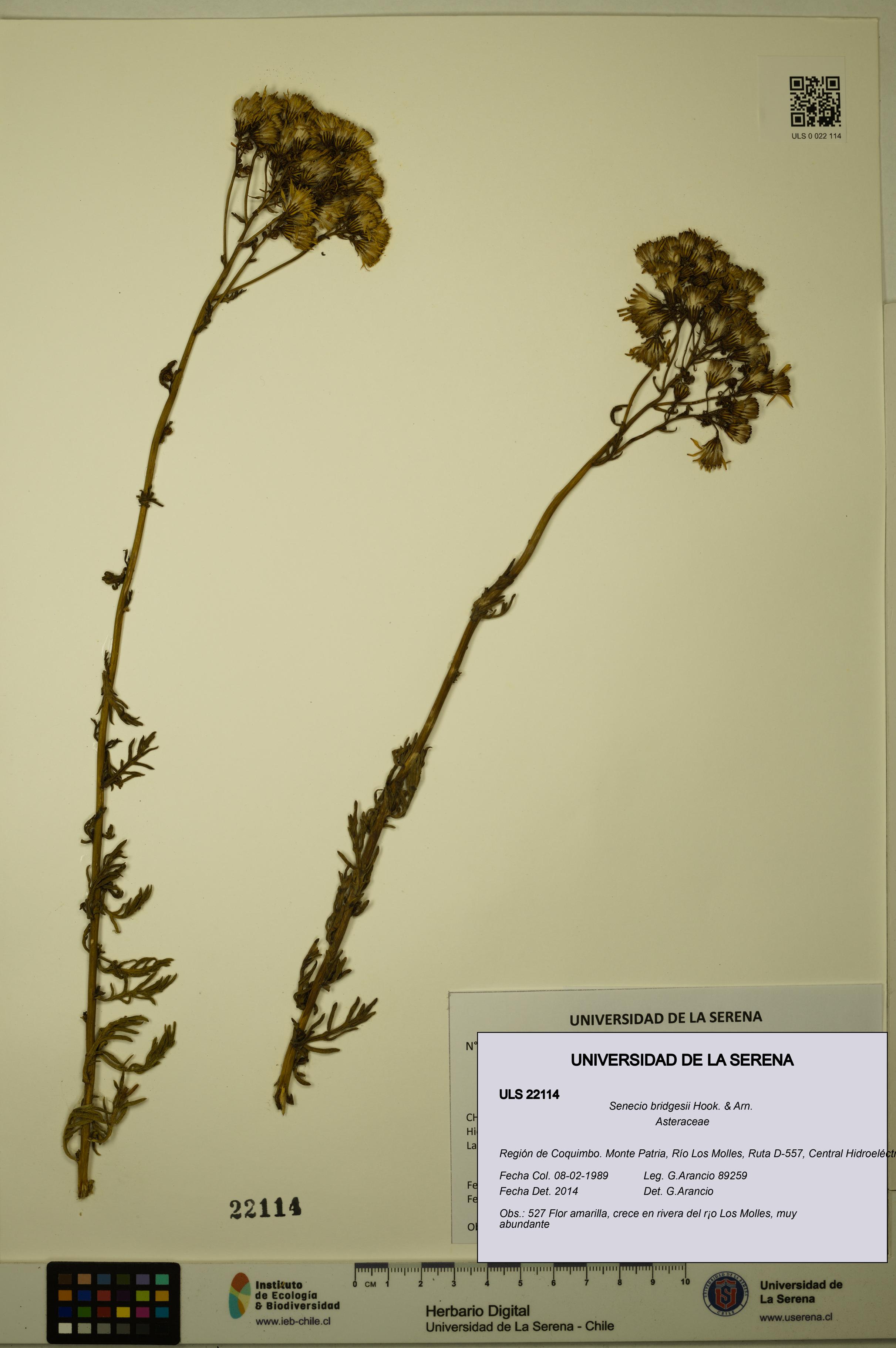 Senecio bridgesii [Espécimen: ULS:ULS:0022114]