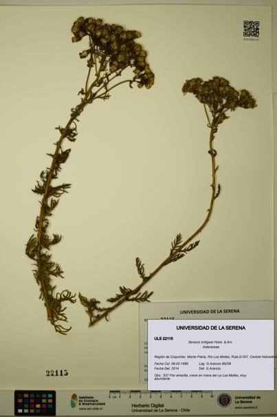 Senecio bridgesii [Espécimen: ULS:ULS:0022115]