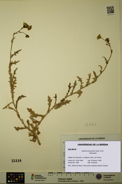 Senecio brunonianus [Espécimen: ULS:ULS:0022116]