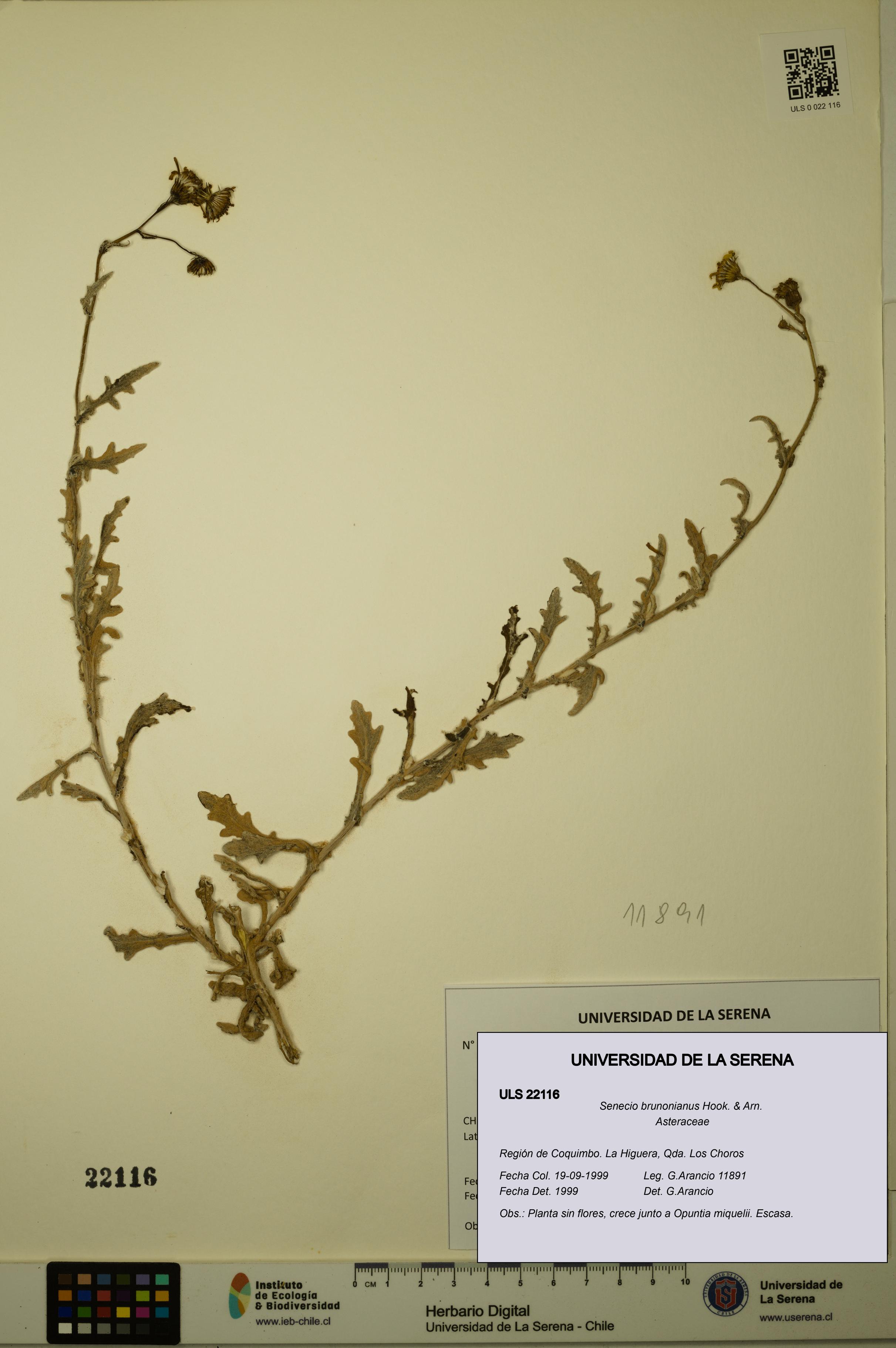 Senecio brunonianus [Espécimen: ULS:ULS:0022116]