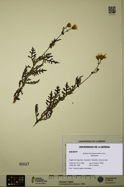 Senecio brunonianus [Espécimen: ULS:ULS:0022117]