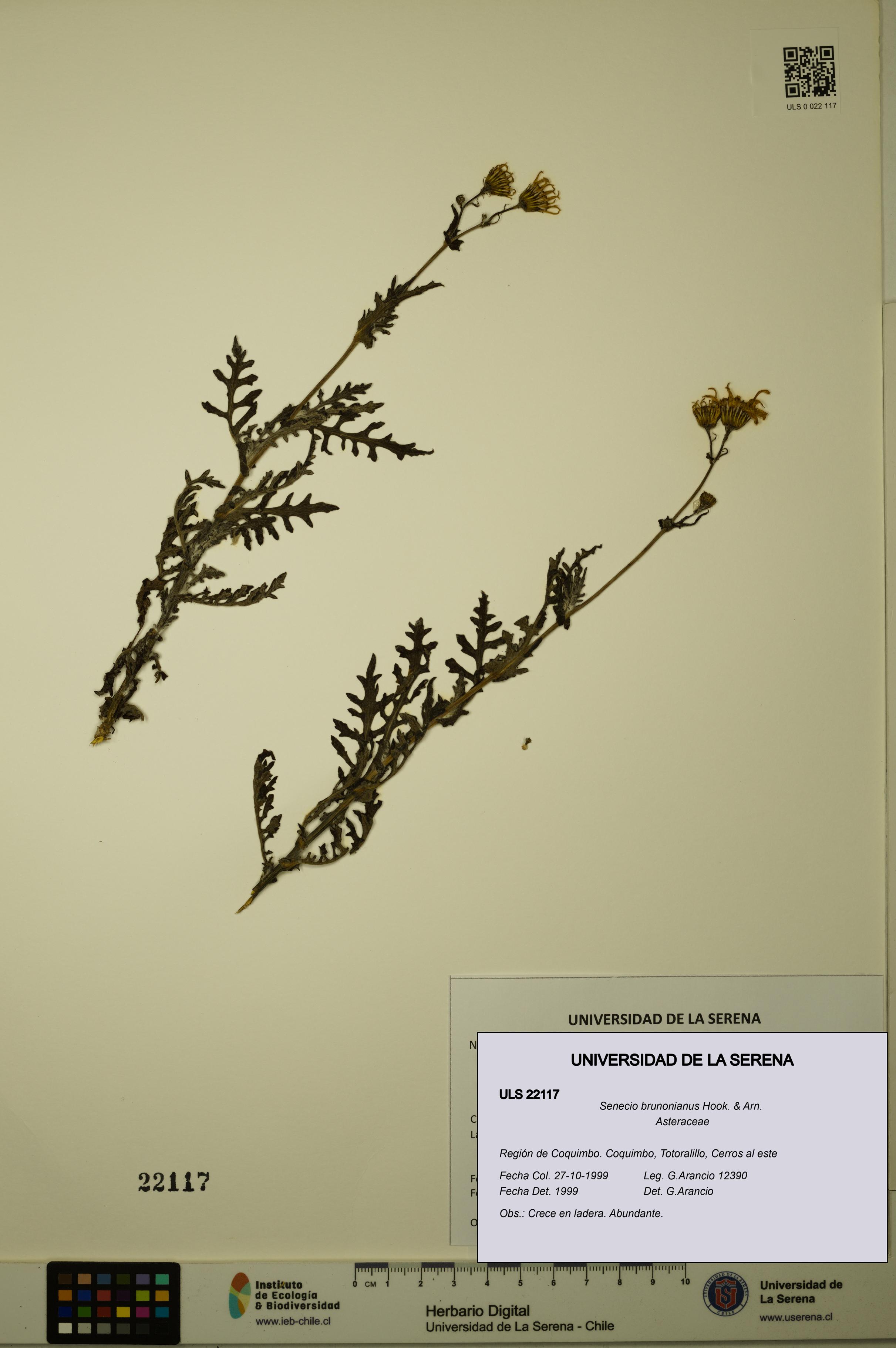 Senecio brunonianus [Espécimen: ULS:ULS:0022117]