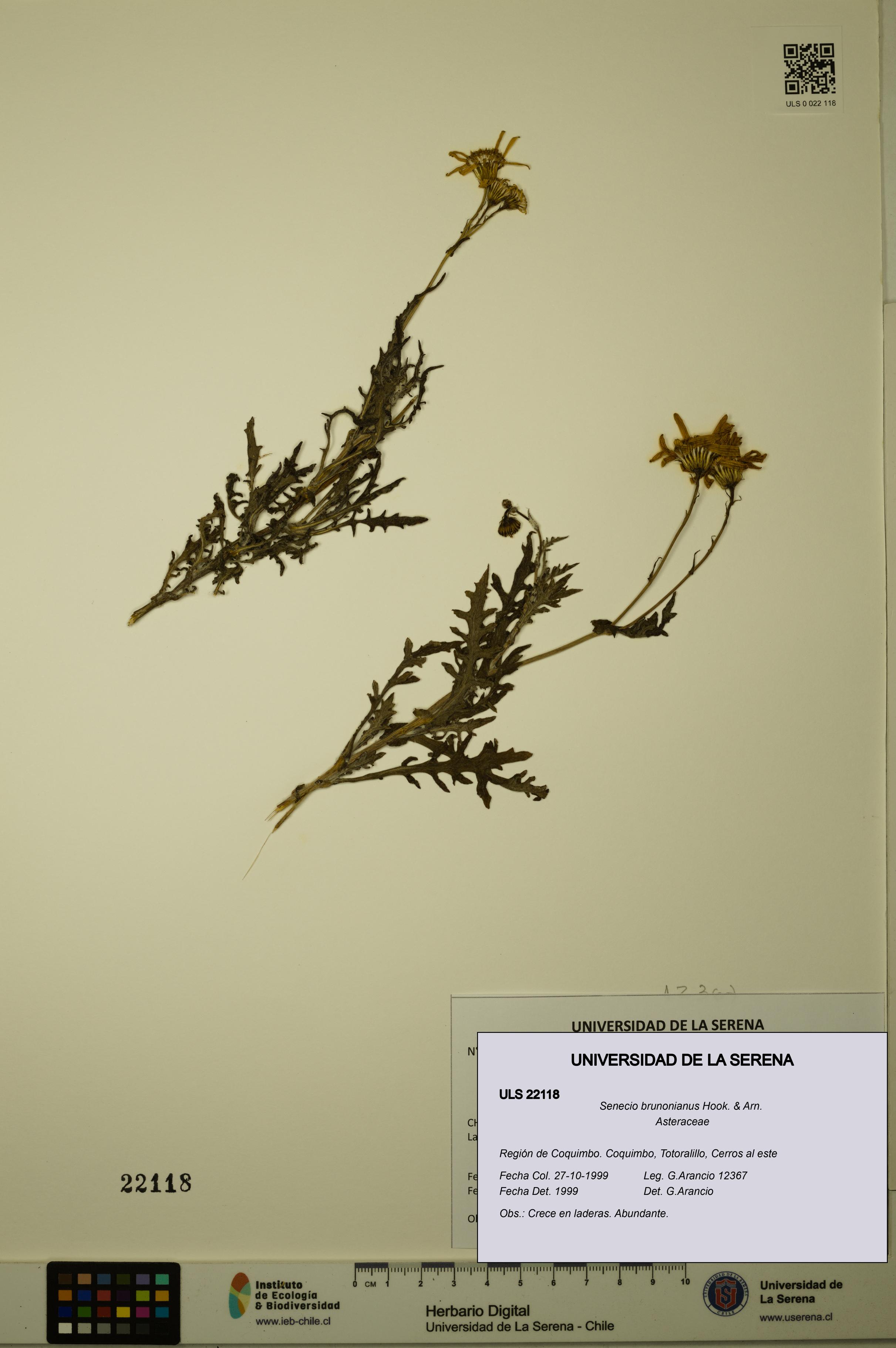 Senecio brunonianus [Espécimen: ULS:ULS:0022118]