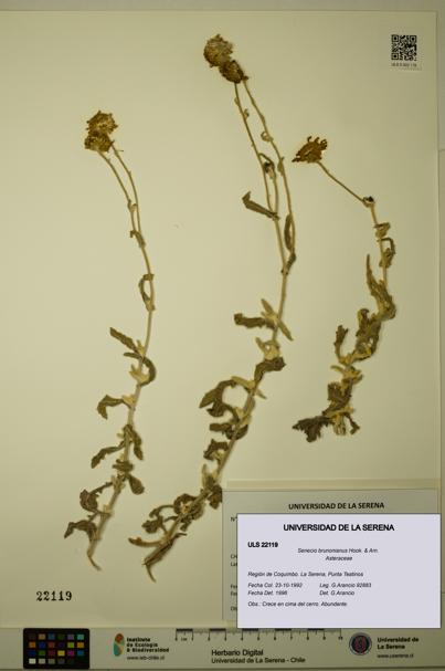 Senecio brunonianus [Espécimen: ULS:ULS:0022119]