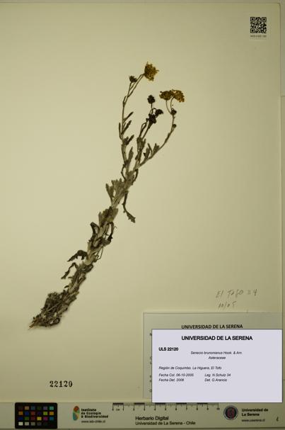 Senecio brunonianus [Espécimen: ULS:ULS:0022120]