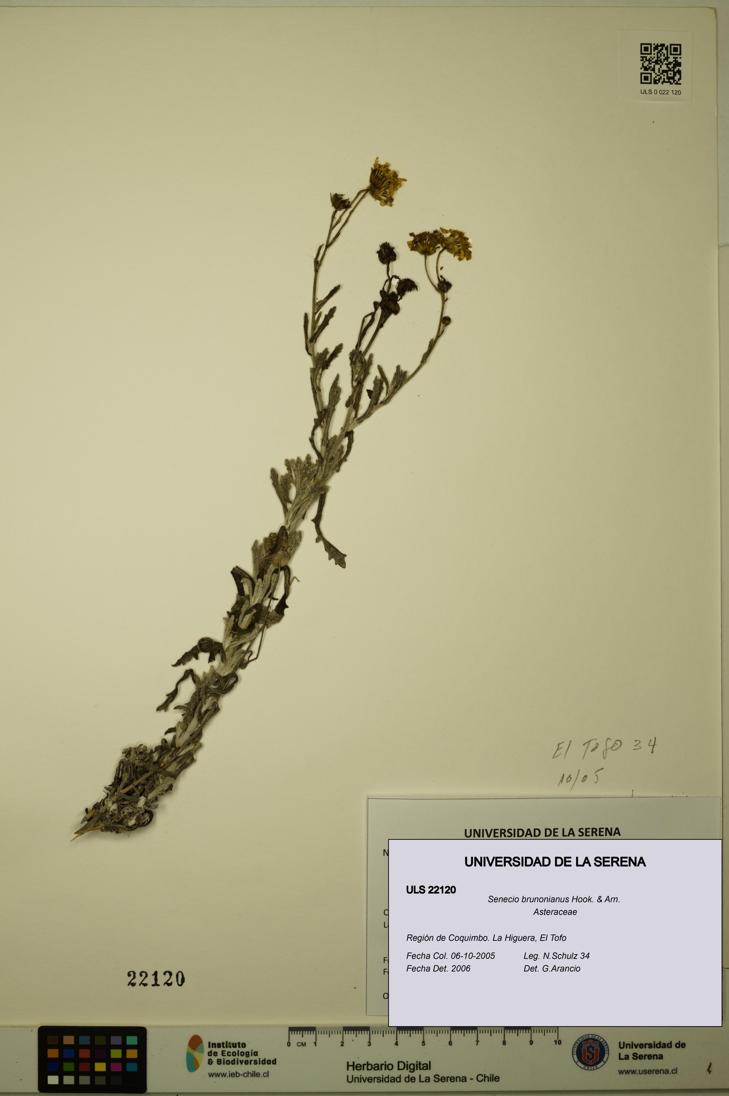 Senecio brunonianus [Espécimen: ULS:ULS:0022120]
