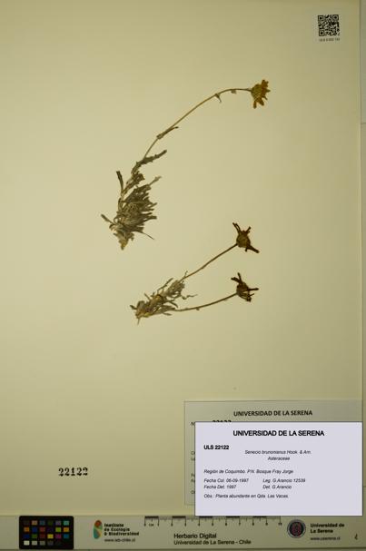 Senecio brunonianus [Espécimen: ULS:ULS:0022122]