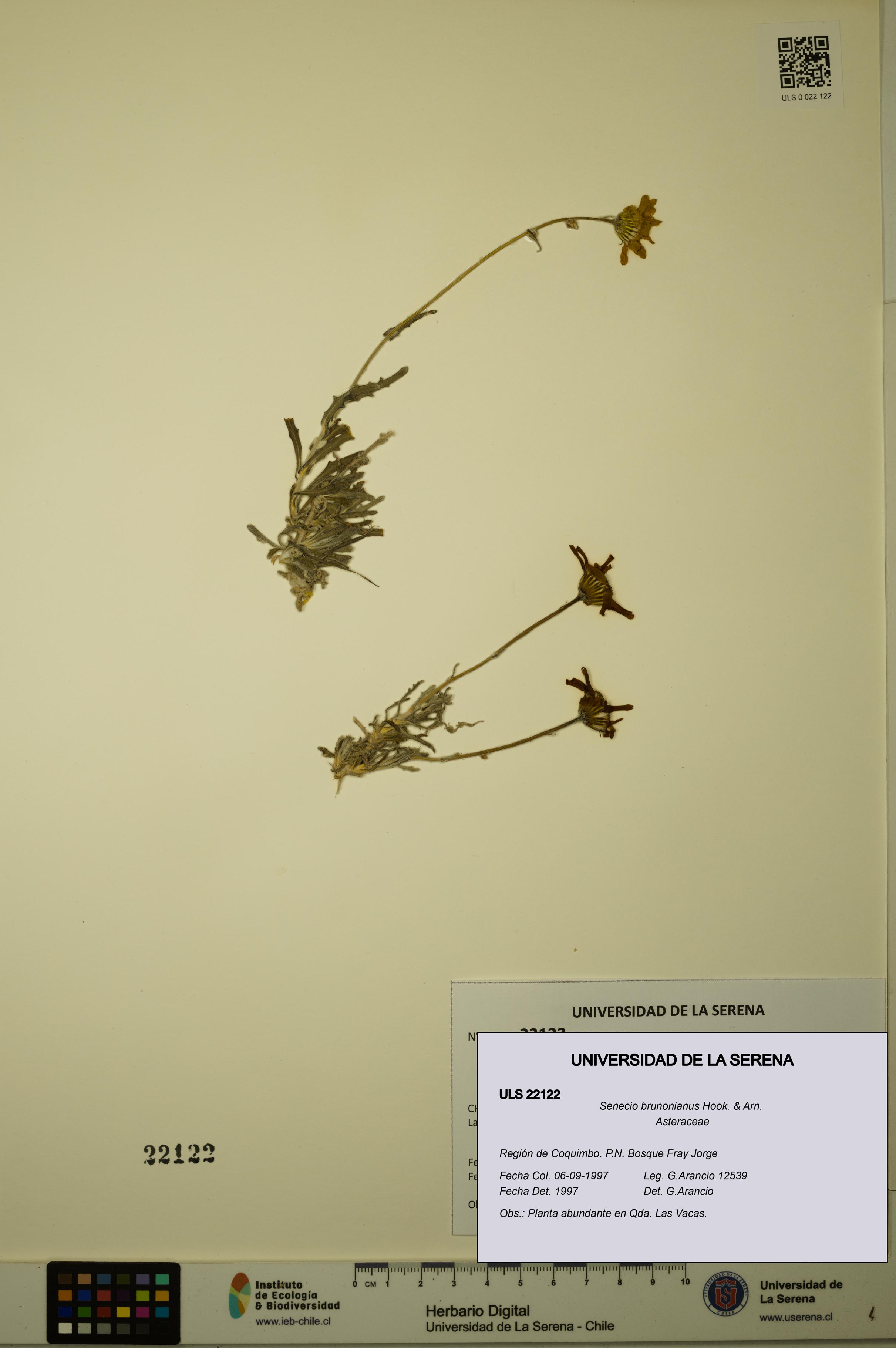 Senecio brunonianus [Espécimen: ULS:ULS:0022122]