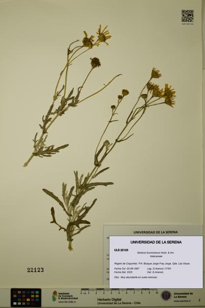 Senecio brunonianus [Espécimen: ULS:ULS:0022123]