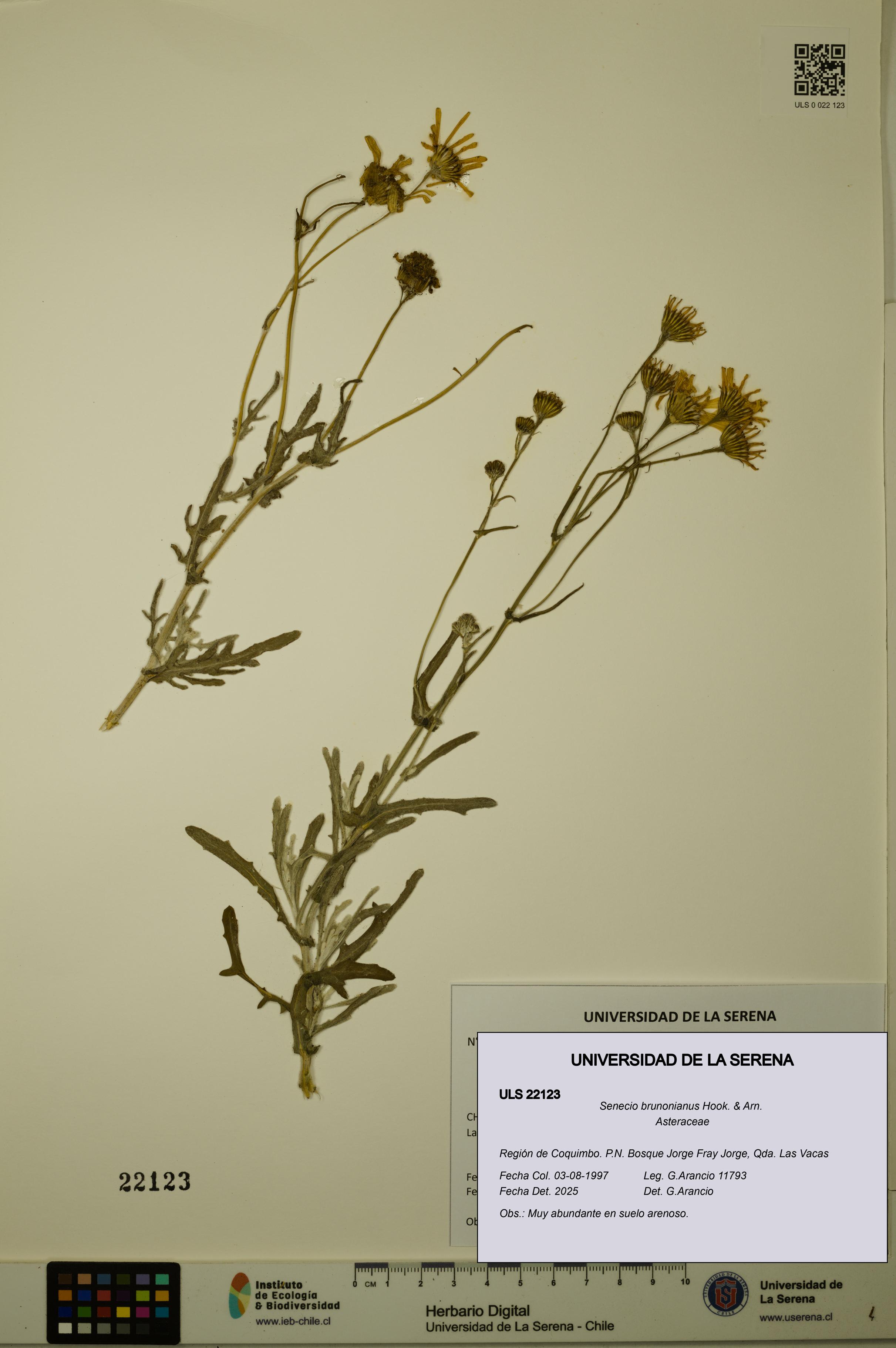 Senecio brunonianus [Espécimen: ULS:ULS:0022123]