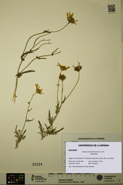 Senecio brunonianus [Espécimen: ULS:ULS:0022124]