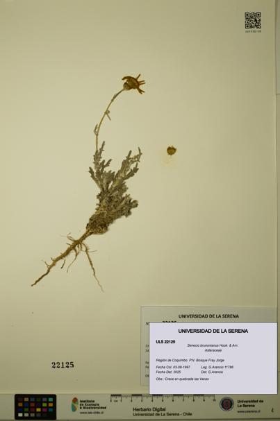 Senecio brunonianus [Espécimen: ULS:ULS:0022125]