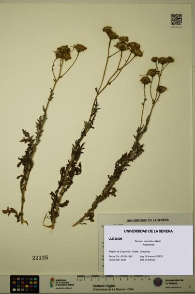 Senecio eriocladus [Espécimen: ULS:ULS:0022126]