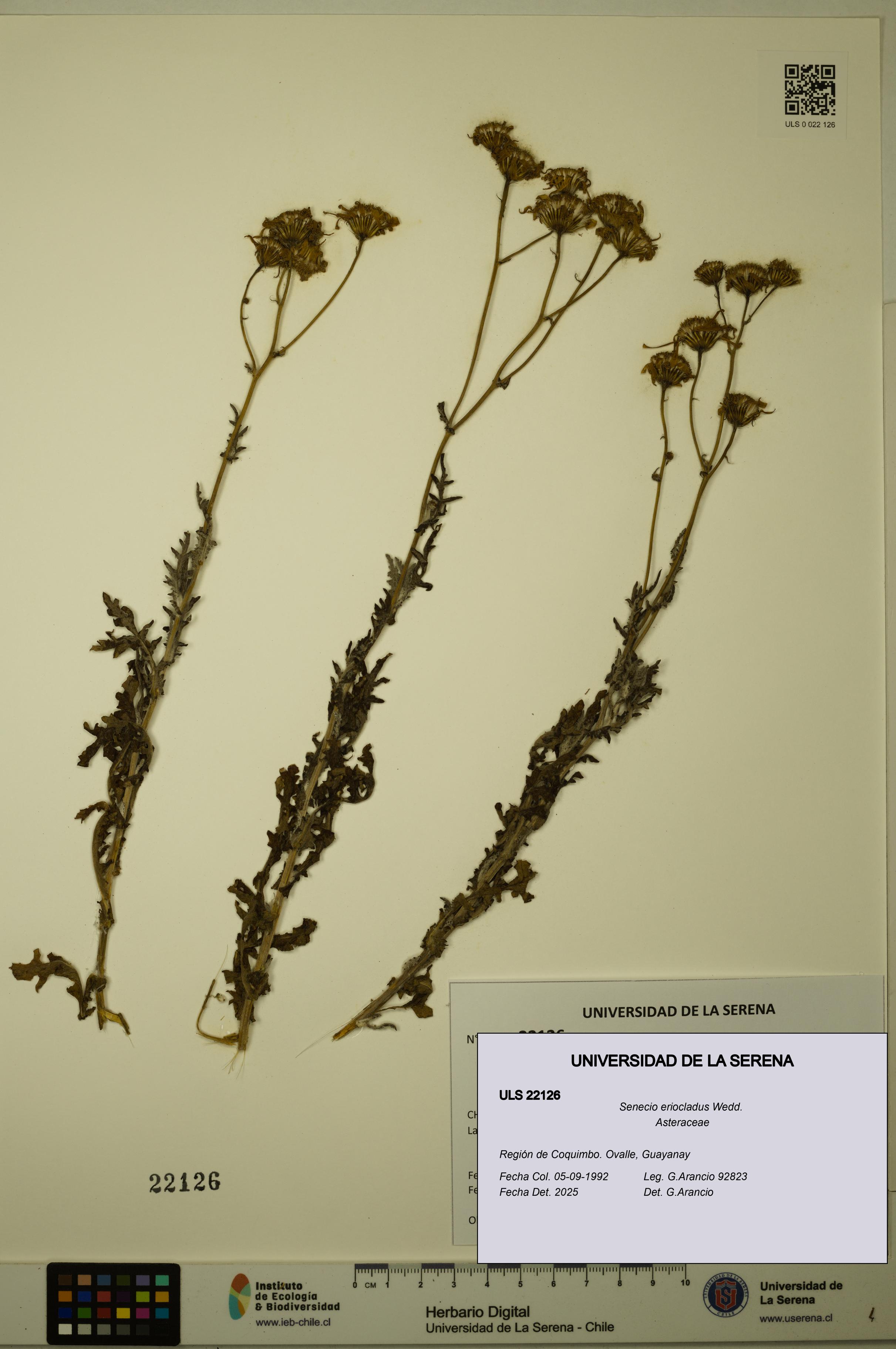 Senecio eriocladus [Espécimen: ULS:ULS:0022126]