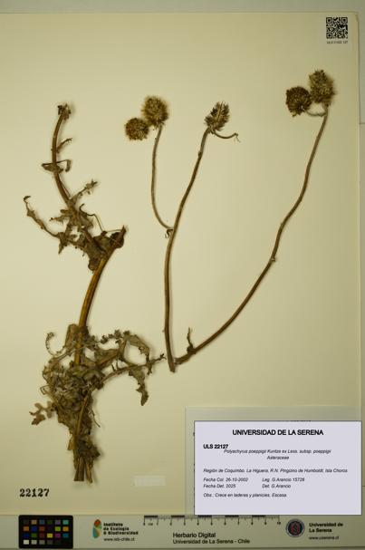 Polyachyrus poeppigii [Espécimen: ULS:ULS:0022127]