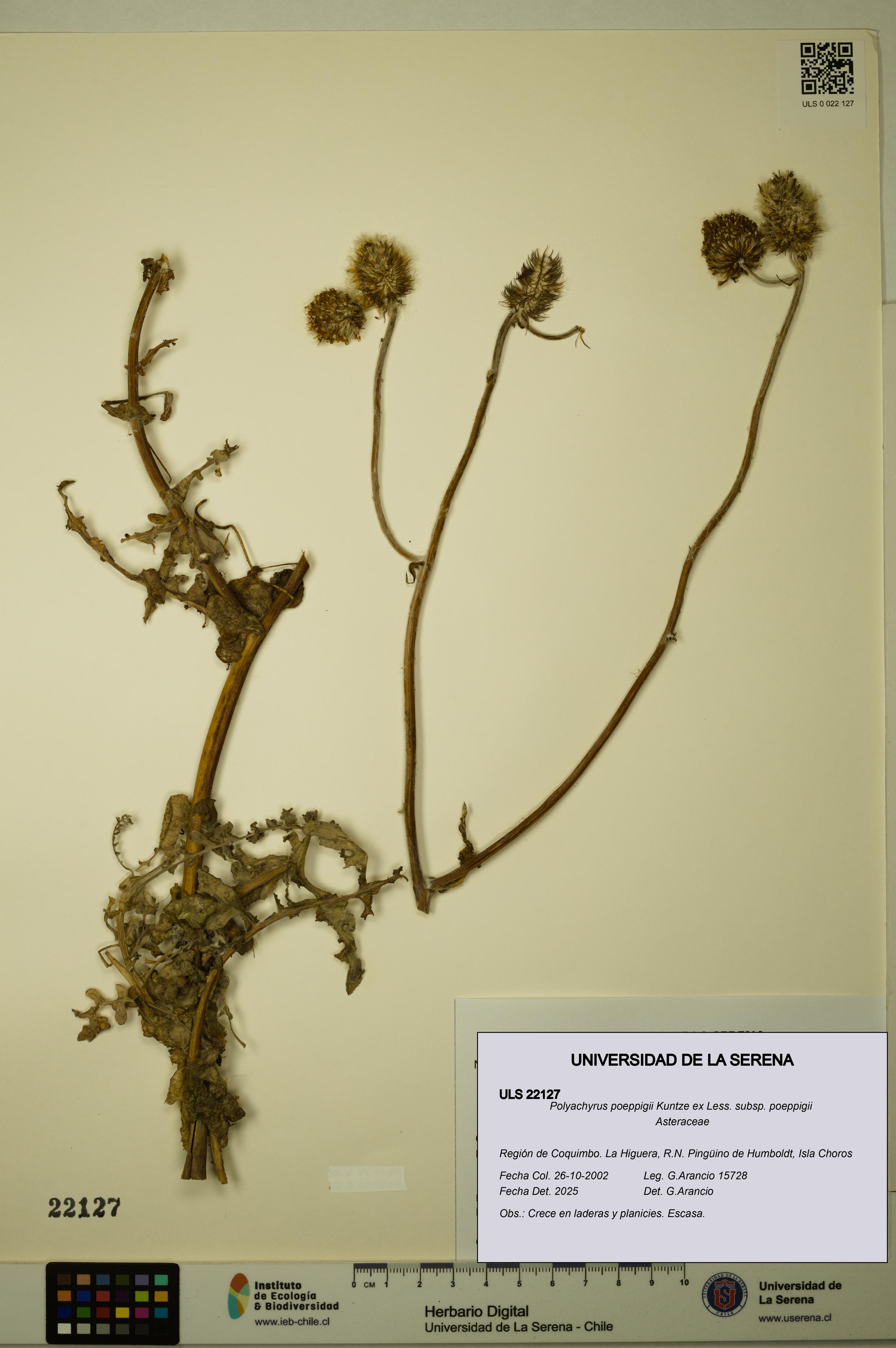 Polyachyrus poeppigii [Espécimen: ULS:ULS:0022127]
