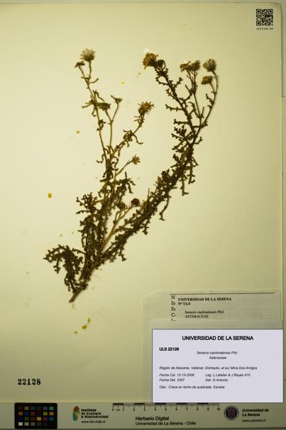 Senecio cachinalensis [Espécimen: ULS:ULS:0022128]