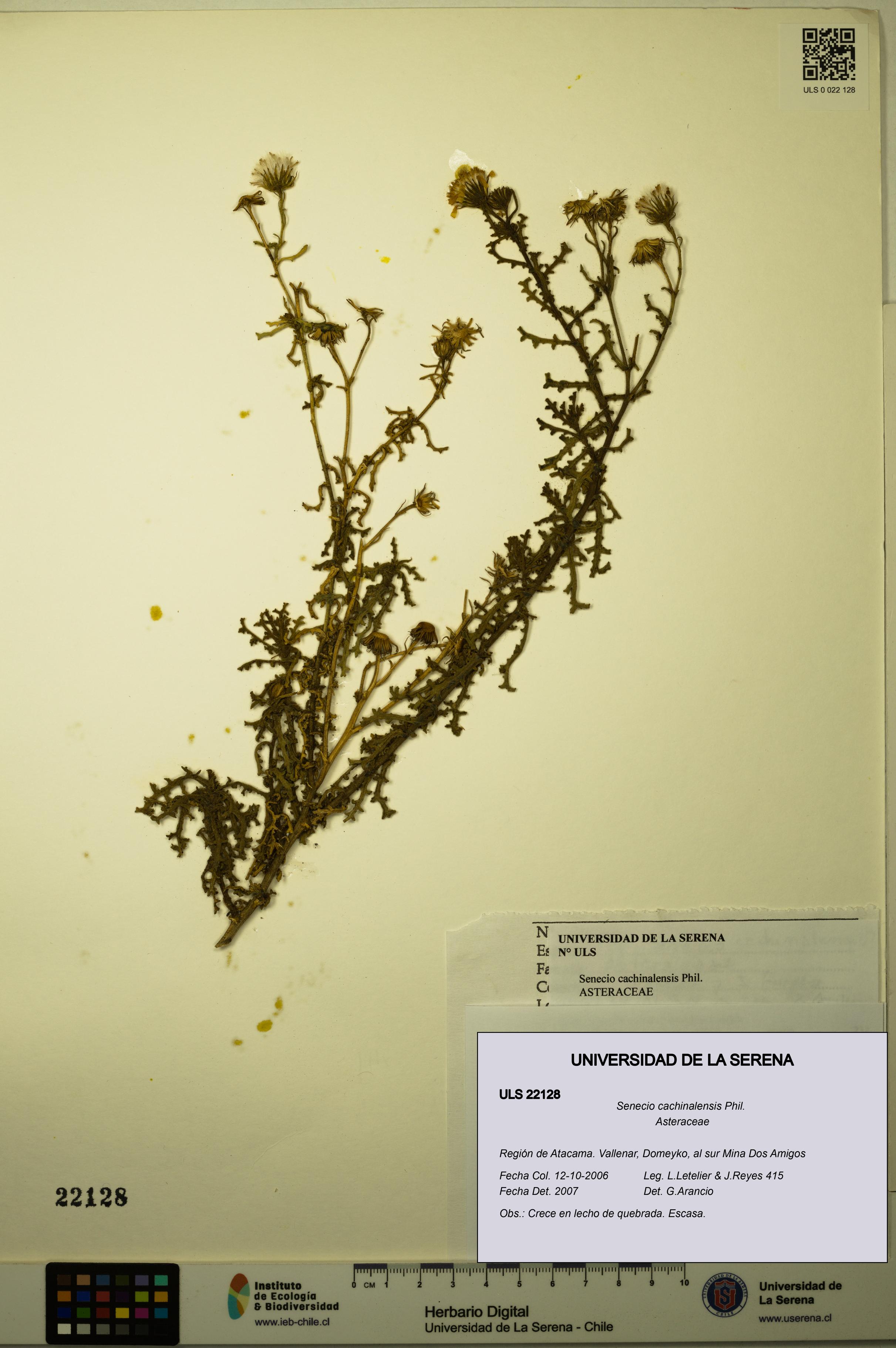 Senecio cachinalensis [Espécimen: ULS:ULS:0022128]