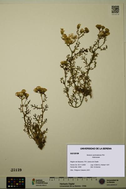 Senecio cachinalensis [Espécimen: ULS:ULS:0022129]